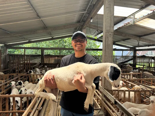 Tim Ecoqurban menggendong domba di kandang peternakan